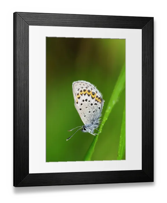 Framed Print : Sweden, Norrbotten, Abisko, Torne Lake. Northern Blue butterfly (Plebejus ida)