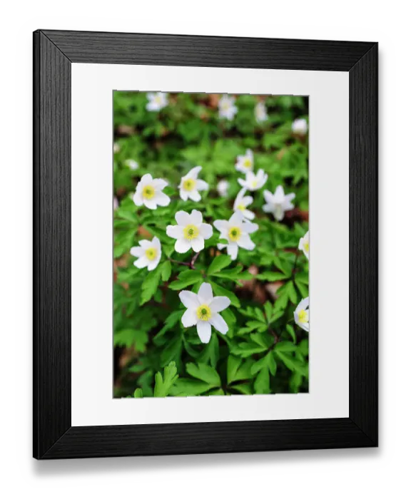 Framed Print : Sweden, Skane. Wood Anemone (Anemone nemorosa), flowering in early spring Framed Print : Sweden, Skane. Wood Anemone (Anemone nemorosa), flowering in early spring