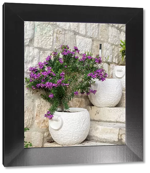 Croatia, Hvar. Potted purple plants in pots on steps