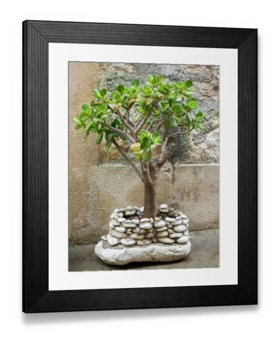 Framed Print : Croatia, Hvar. Green jade plant in a rock build pot in the street Framed Print : Croatia, Hvar. Green jade plant in a rock build pot in the street