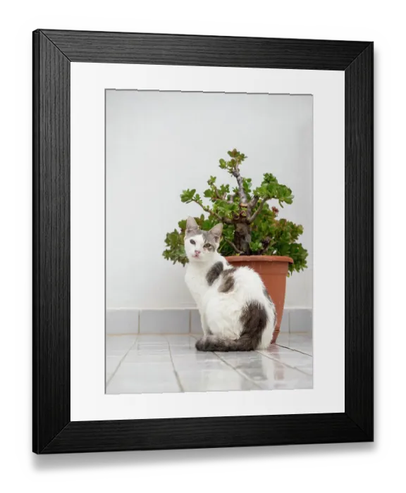 Framed Print : Croatia, Hvar. Domestic cat sitting by a potted jade plant along the street Framed Print : Croatia, Hvar. Domestic cat sitting by a potted jade plant along the street