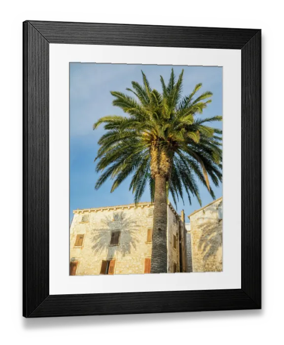 Framed Print : Croatia, Hvar. Palm trees and shadow along the promenade Framed Print : Croatia, Hvar. Palm trees and shadow along the promenade