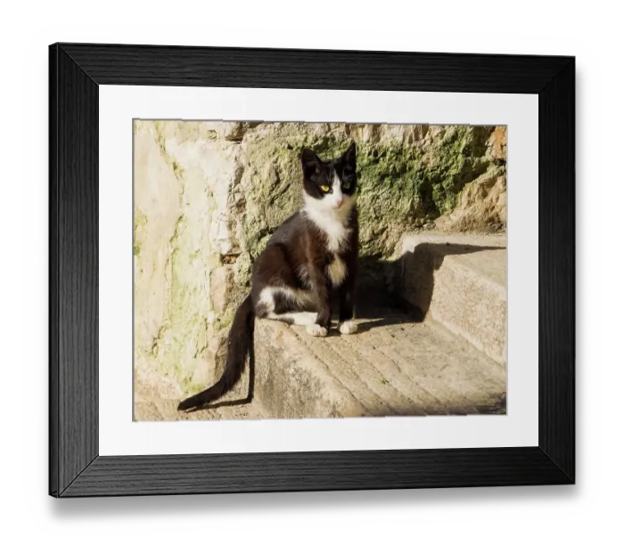 Framed Print : Croatia, Rovinj, Istria. Black and white kitten sitting on the steps Framed Print : Croatia, Rovinj, Istria. Black and white kitten sitting on the steps