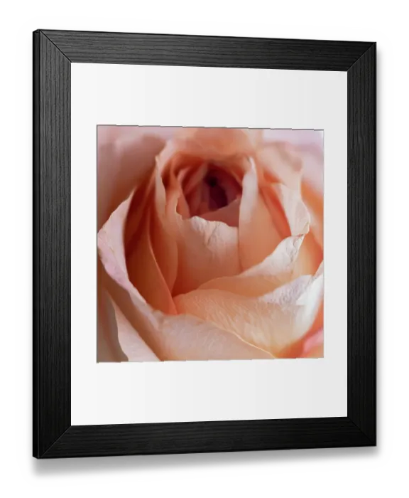 Framed Print : Close-up of rose Framed Print : Close-up of rose