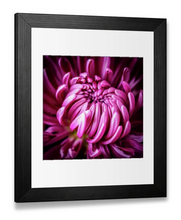 Framed Print : Flower close-up