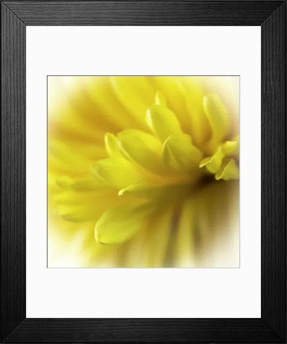 Framed Print : Close-up of yellow flower