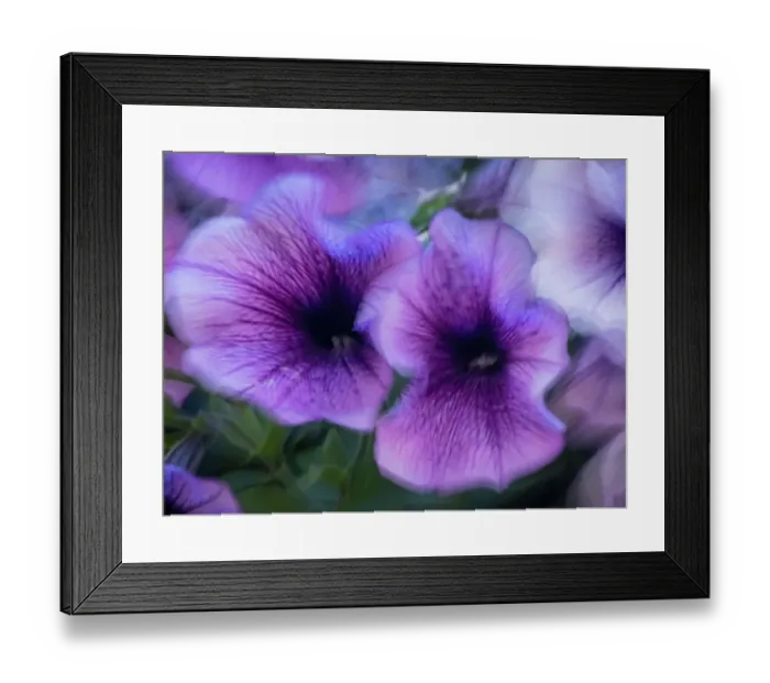 Framed Print : Purple petunias Framed Print : Purple petunias
