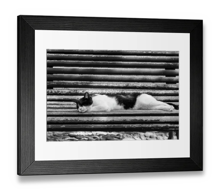Framed Print : Cat sleeping on bench Framed Print : Cat sleeping on bench
