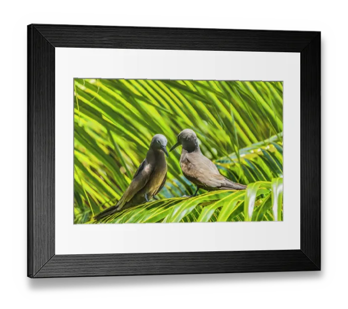 Framed Print : Noddy bird, Morea, Tahiti