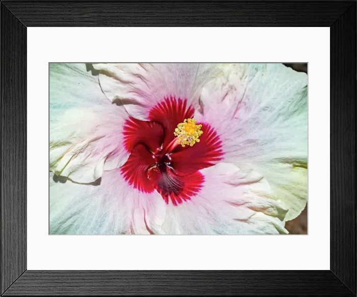 Framed Print : Tropical Hibiscus flower, Moorea, Tahiti Framed Print : Tropical Hibiscus flower, Moorea, Tahiti