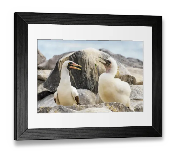 Framed Print : Ecuador, Galapagos National Park, Espanola Island. Nazca booby adult and chick Framed Print : Ecuador, Galapagos National Park, Espanola Island. Nazca booby adult and chick