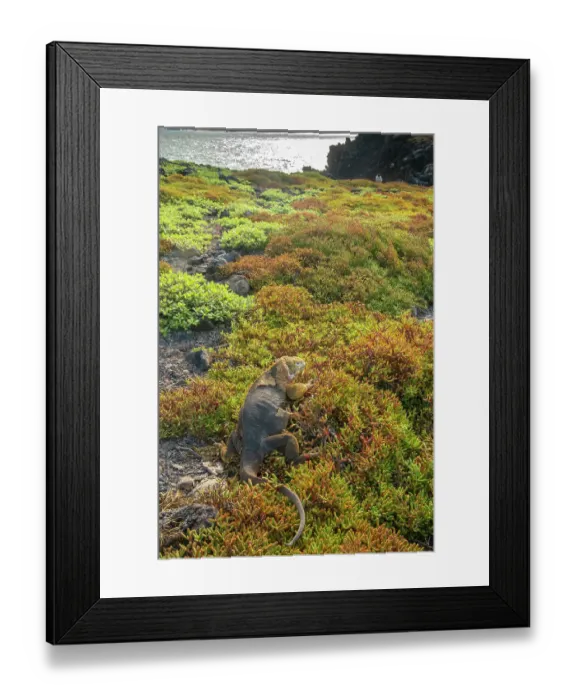 Framed Print : Ecuador, Galapagos National Park, South Plaza Island. Land iguana in portulaca plants Framed Print : Ecuador, Galapagos National Park, South Plaza Island. Land iguana in portulaca plants
