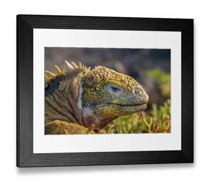 Framed Print : Ecuador, Galapagos National Park, South Plaza Island. Land iguana head close-up Framed Print : Ecuador, Galapagos National Park, South Plaza Island. Land iguana head close-up