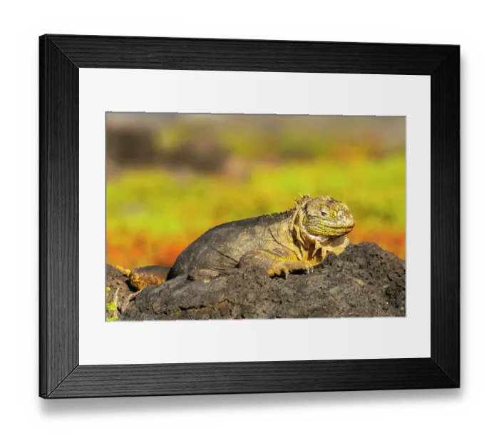 Framed Print : Ecuador, Galapagos National Park, South Plaza Island. Shedding land iguana close-up