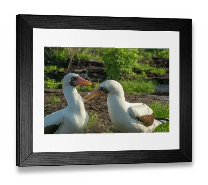 Framed Print : Ecuador, Galapagos National Park, Genovesa Island. Nazca boobies preening each other