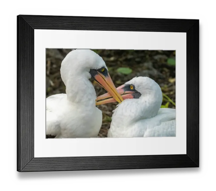 Framed Print : Ecuador, Galapagos National Park, Genovesa Island. Nazca boobies preening each other Framed Print : Ecuador, Galapagos National Park, Genovesa Island. Nazca boobies preening each other
