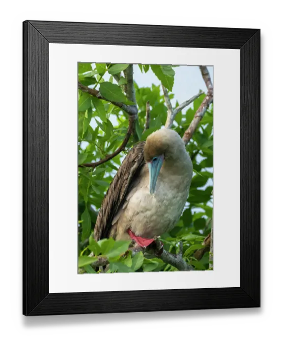 Framed Print : Ecuador, Galapagos National Park, Genovesa Island. Red-footed booby preening in tree Framed Print : Ecuador, Galapagos National Park, Genovesa Island. Red-footed booby preening in tree