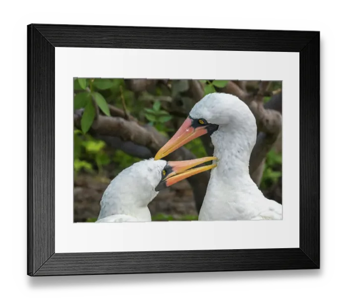 Framed Print : Ecuador, Galapagos National Park, Genovesa Island. Nazca boobies preening each other Framed Print : Ecuador, Galapagos National Park, Genovesa Island. Nazca boobies preening each other