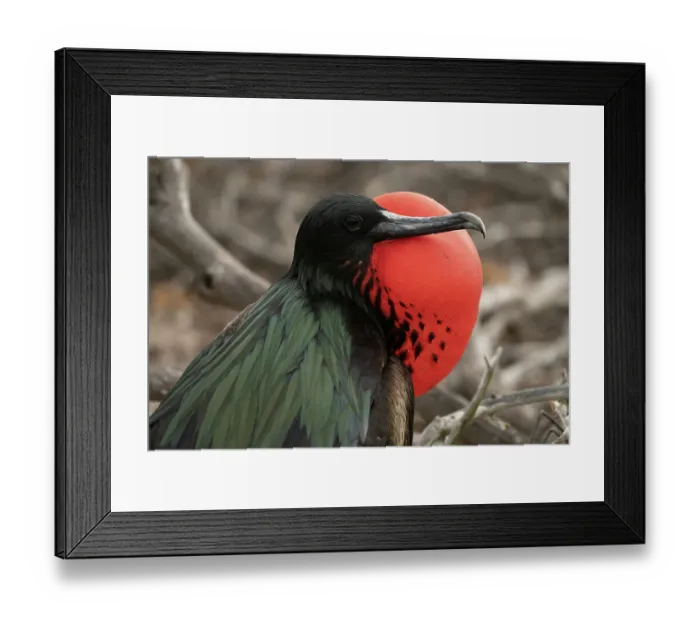 Framed Print : Ecuador, Galapagos National Park, Genovesa Island. Frigatebird male displaying Framed Print : Ecuador, Galapagos National Park, Genovesa Island. Frigatebird male displaying