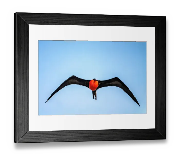 Framed Print : Ecuador, Galapagos National Park, Genovesa Island. Frigatebird male displaying in flight Framed Print : Ecuador, Galapagos National Park, Genovesa Island. Frigatebird male displaying in flight