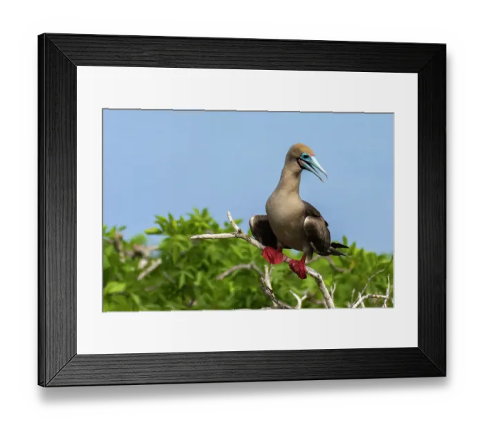 Framed Print : Ecuador, Galapagos National Park, Genovesa Island. Red-footed booby in tree Framed Print : Ecuador, Galapagos National Park, Genovesa Island. Red-footed booby in tree