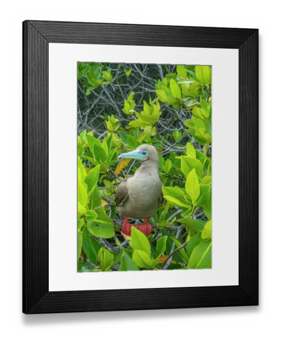 Framed Print : Ecuador, Galapagos National Park, Genovesa Island. Red-footed booby in tree Framed Print : Ecuador, Galapagos National Park, Genovesa Island. Red-footed booby in tree