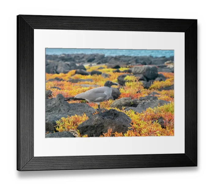 Framed Print : Ecuador, Galapagos National Park, Mosquera Island. Lava gull amid portulaca plants Framed Print : Ecuador, Galapagos National Park, Mosquera Island. Lava gull amid portulaca plants