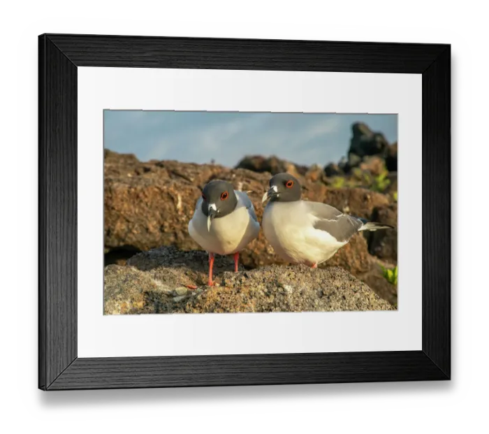 Framed Print : Ecuador, Galapagos National Park, Genovesa Island. Swallow-tailed gull pair close-up Framed Print : Ecuador, Galapagos National Park, Genovesa Island. Swallow-tailed gull pair close-up