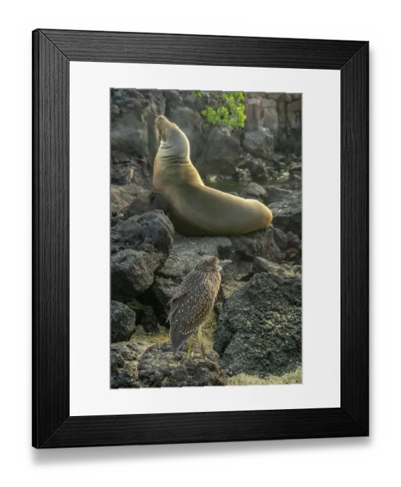 Framed Print : Ecuador, Galapagos National Park, Genovesa Island, Darwin Bay. Yellow-crowned heron and sea lion on rocks Framed Print : Ecuador, Galapagos National Park, Genovesa Island, Darwin Bay. Yellow-crowned heron and sea lion on rocks