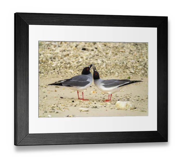 Framed Print : Ecuador, Galapagos National Park, Genovesa Island. Swallow-tailed gull pair courting Framed Print : Ecuador, Galapagos National Park, Genovesa Island. Swallow-tailed gull pair courting
