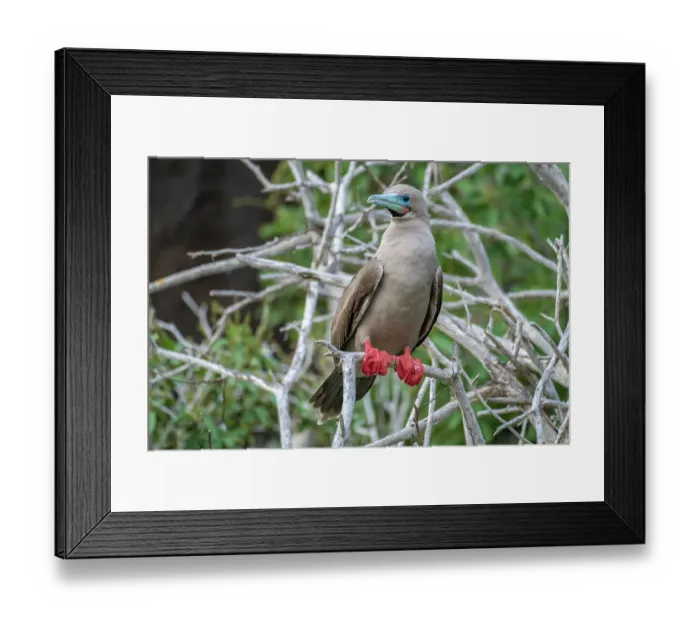 Framed Print : Ecuador, Galapagos National Park, Genovesa Island. Red-footed booby in tree Framed Print : Ecuador, Galapagos National Park, Genovesa Island. Red-footed booby in tree
