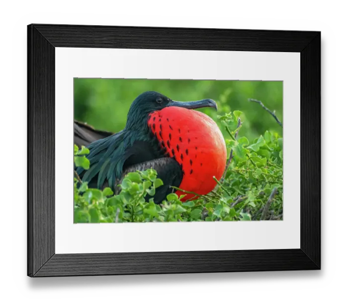 Framed Print : Ecuador, Galapagos National Park, Genovesa Island. Frigatebird male displaying Framed Print : Ecuador, Galapagos National Park, Genovesa Island. Frigatebird male displaying