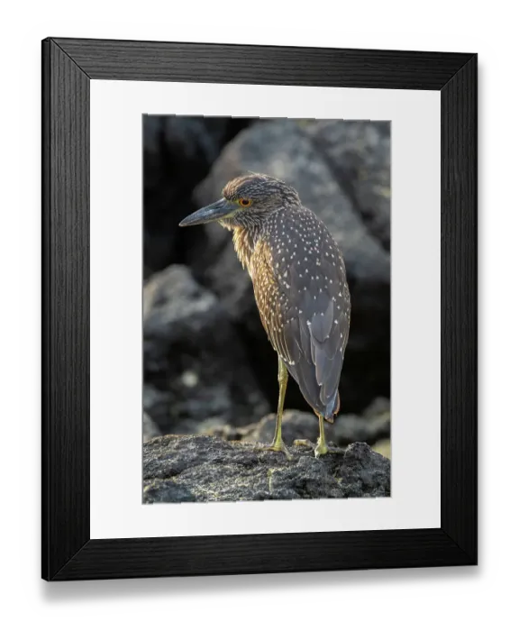 Framed Print : Ecuador, Galapagos National Park, Genovesa Island. Yellow-crowned night heron close-up Framed Print : Ecuador, Galapagos National Park, Genovesa Island. Yellow-crowned night heron close-up