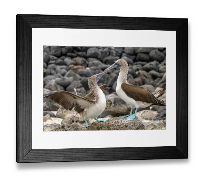 Framed Print : Ecuador, Galapagos National Park, Isla Lobos. Blue-footed booby pair courtship