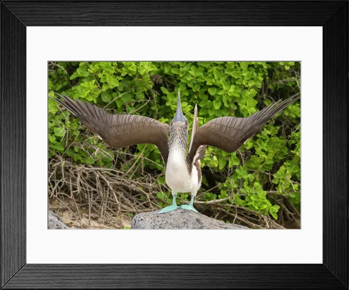 Framed Print : Ecuador, Galapagos National Park, Isla Lobos. Blue-footed booby in sky pointing behavior