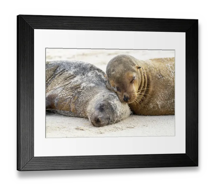 Framed Print : Ecuador, Galapagos National Park, Espanola Island. Sea lions sleeping on beach