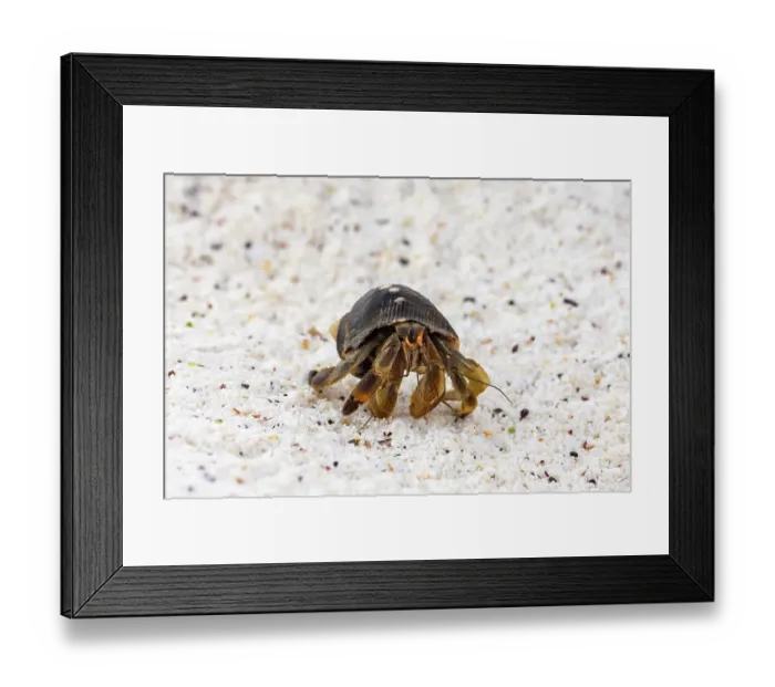 Framed Print : Ecuador, Galapagos National Park, Espanola Island, Gardiner Bay. Hermit crab on beach Framed Print : Ecuador, Galapagos National Park, Espanola Island, Gardiner Bay. Hermit crab on beach
