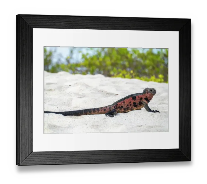 Framed Print : Ecuador, Galapagos National Park, Espanola Island, Gardiner Bay. Marine iguana on beach Framed Print : Ecuador, Galapagos National Park, Espanola Island, Gardiner Bay. Marine iguana on beach