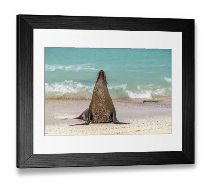 Framed Print : Ecuador, Galapagos National Park, Espanola Island. Sea lion on beach Framed Print : Ecuador, Galapagos National Park, Espanola Island. Sea lion on beach