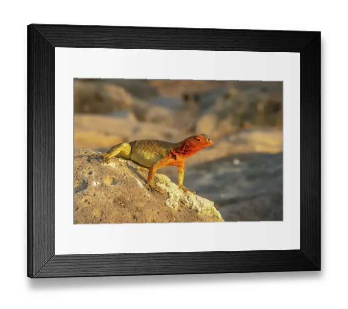 Framed Print : Ecuador, Galapagos National Park, Espanola Island. Close-up of lava lizard Framed Print : Ecuador, Galapagos National Park, Espanola Island. Close-up of lava lizard