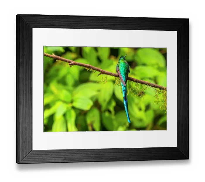 Framed Print : Ecuador, Guango. Long-tailed sylph hummingbird close-up Framed Print : Ecuador, Guango. Long-tailed sylph hummingbird close-up