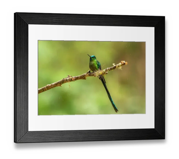 Framed Print : Ecuador, Guango. Long-tailed sylph hummingbird close-up Framed Print : Ecuador, Guango. Long-tailed sylph hummingbird close-up