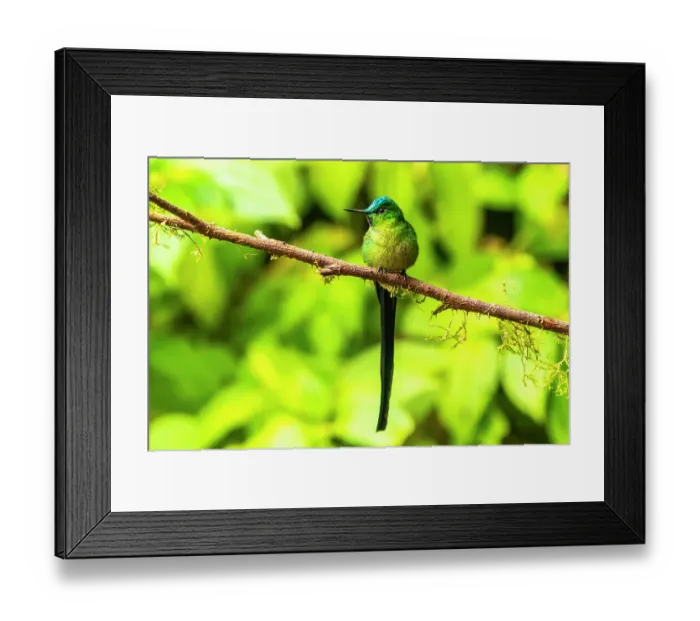 Framed Print : Ecuador, Guango. Long-tailed sylph hummingbird close-up