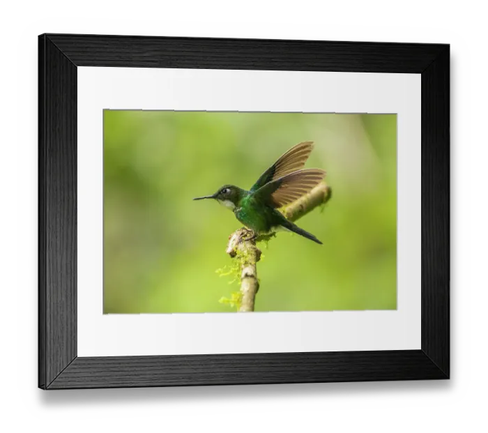 Framed Print : Ecuador, Guango. Tourmaline sunangel hummingbird close-up