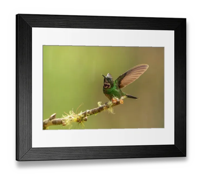 Framed Print : Ecuador, Guango. Tourmaline sunangel hummingbird close-up Framed Print : Ecuador, Guango. Tourmaline sunangel hummingbird close-up