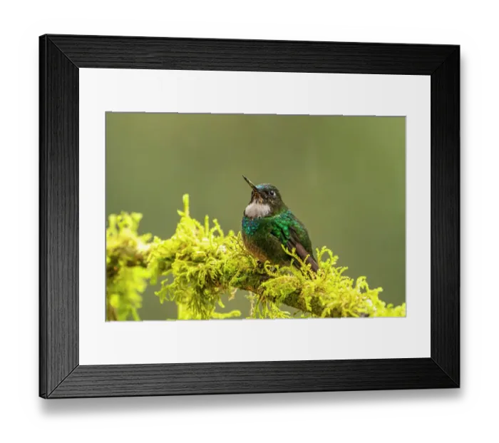 Framed Print : Ecuador, Guango. Tourmaline sunangel hummingbird close-up