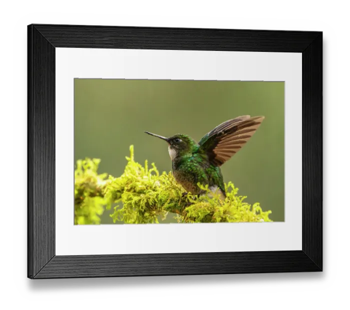 Framed Print : Ecuador, Guango. Tourmaline sunangel hummingbird close-up Framed Print : Ecuador, Guango. Tourmaline sunangel hummingbird close-up