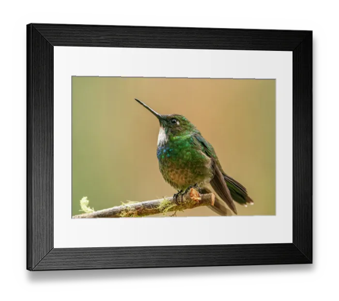 Framed Print : Ecuador, Guango. Tourmaline sunangel hummingbird close-up