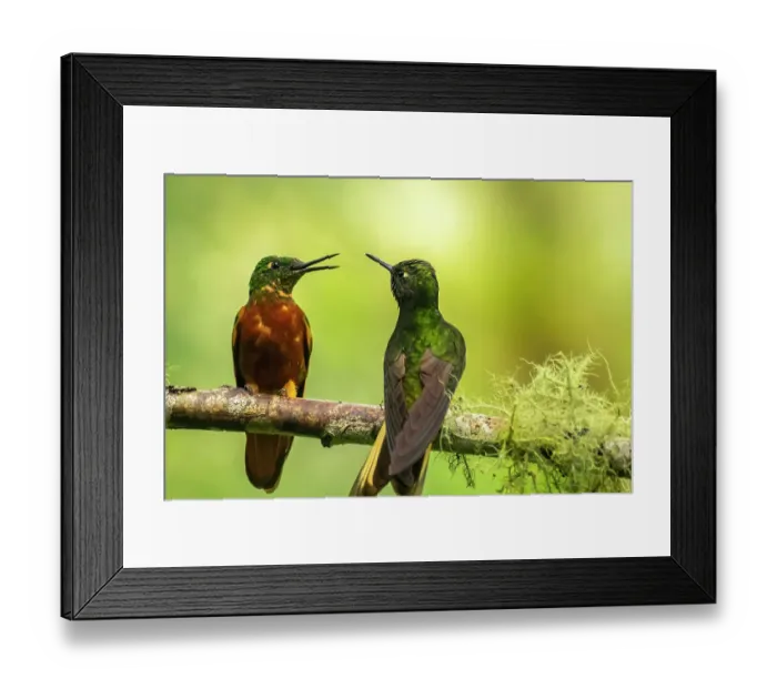 Framed Print : Ecuador, Guango. Chestnut-breasted coronet hummingbirds close-up Framed Print : Ecuador, Guango. Chestnut-breasted coronet hummingbirds close-up