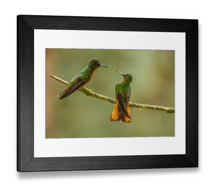 Framed Print : Ecuador, Guango. Chestnut-breasted coronet hummingbirds close-up Framed Print : Ecuador, Guango. Chestnut-breasted coronet hummingbirds close-up